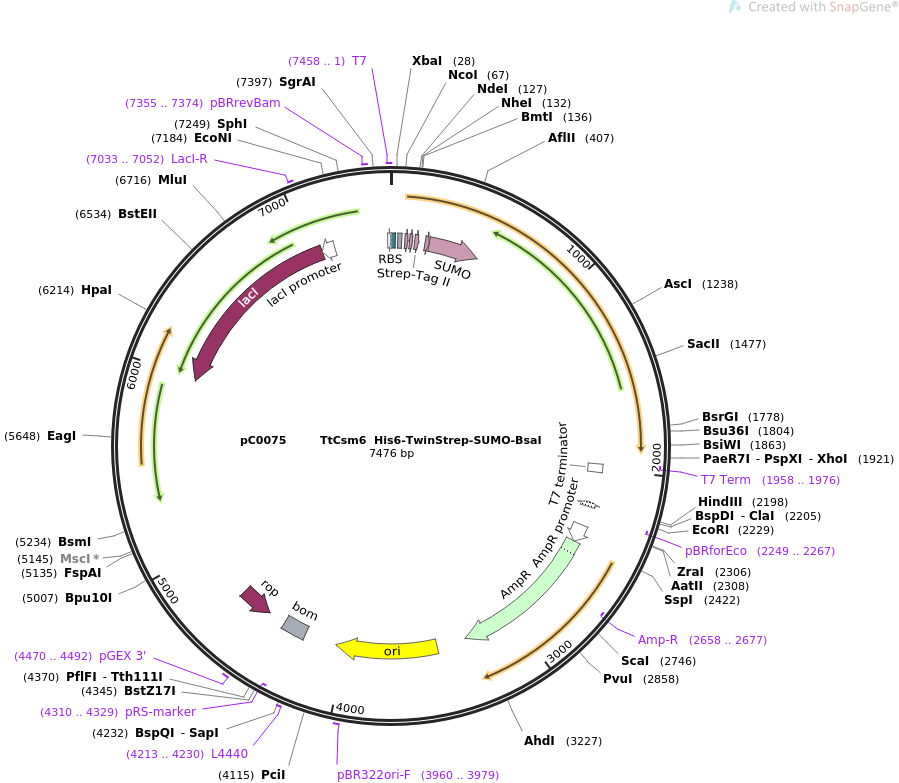 pC0075 TtCsm6 His6-TwinStrep-SUMO-BsaI质粒图谱